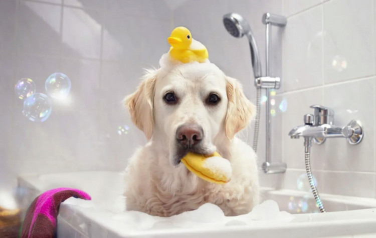 Dctr.Go Шампунь-бальзам для животных Sнampoo Therapy "Мультиуход" 1000 ml в Чебоксарах